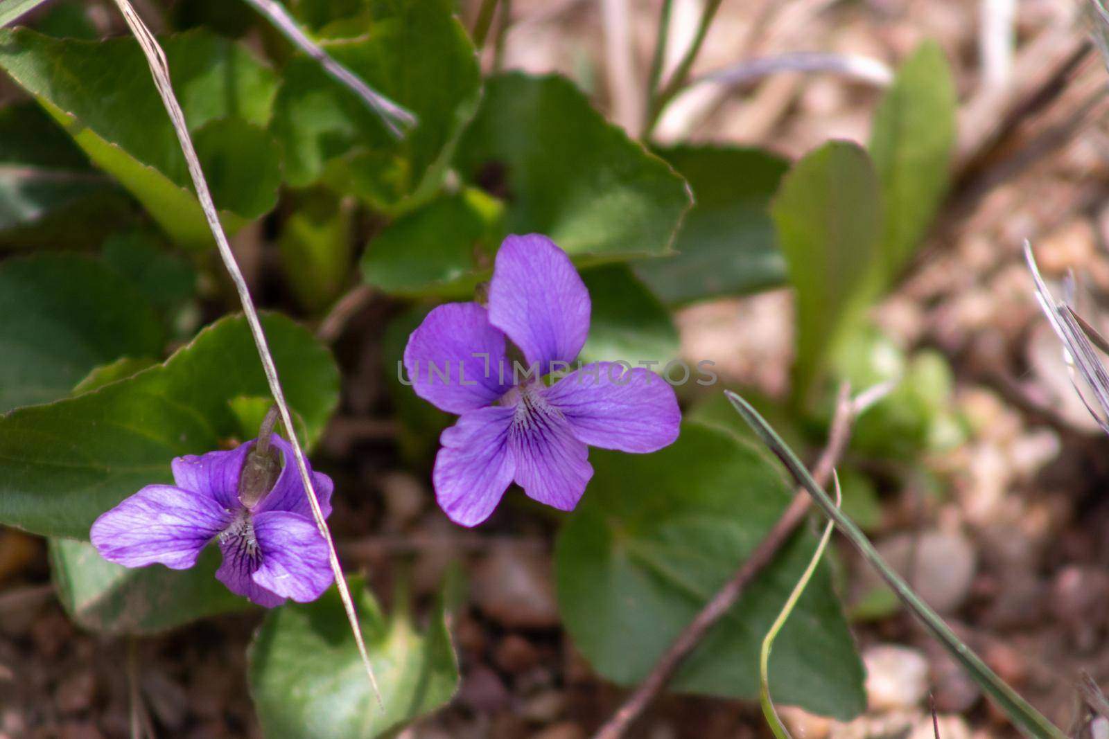 A close up of a purple flower garden. High quality photo