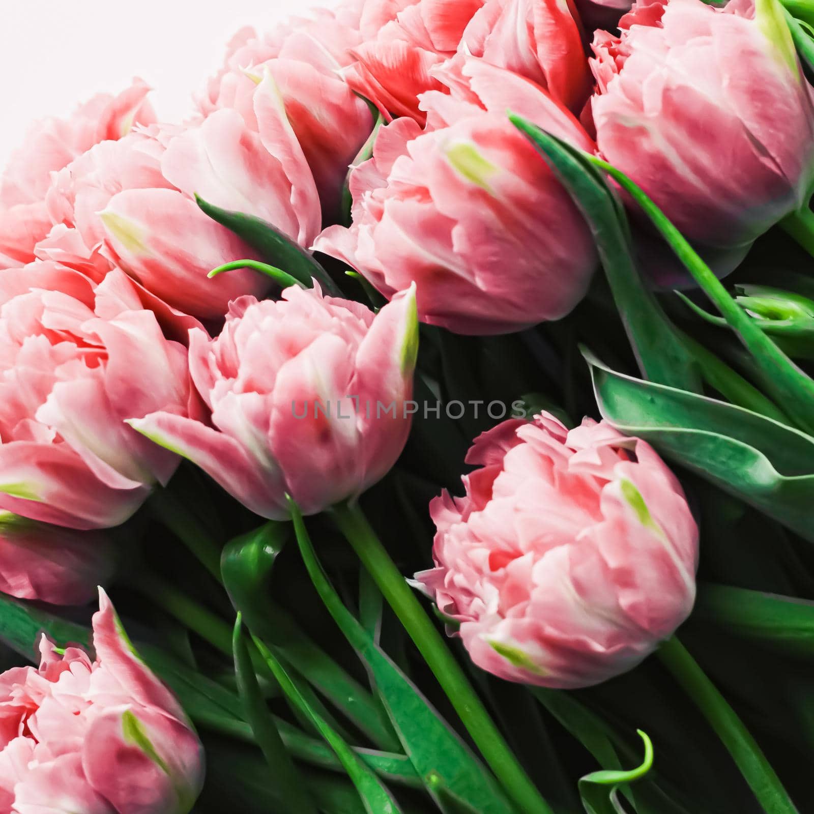 Spring flowers on marble background as holiday gift, greeting card and floral flatlay concept