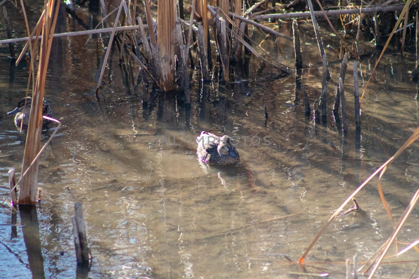 Wild duck swimming around in the lake . High quality photo