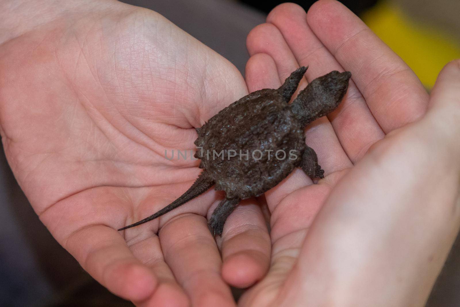 Kids holding a Baby snapping turtle close up  by gena_wells