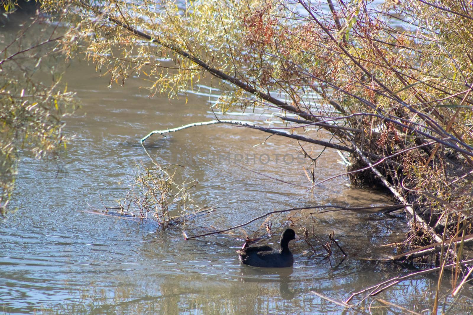 Wild ducks swimming around in the pond  by gena_wells