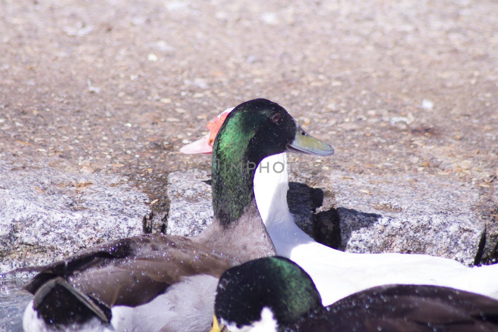 Duck living in an artificial city pond by GemaIbarra