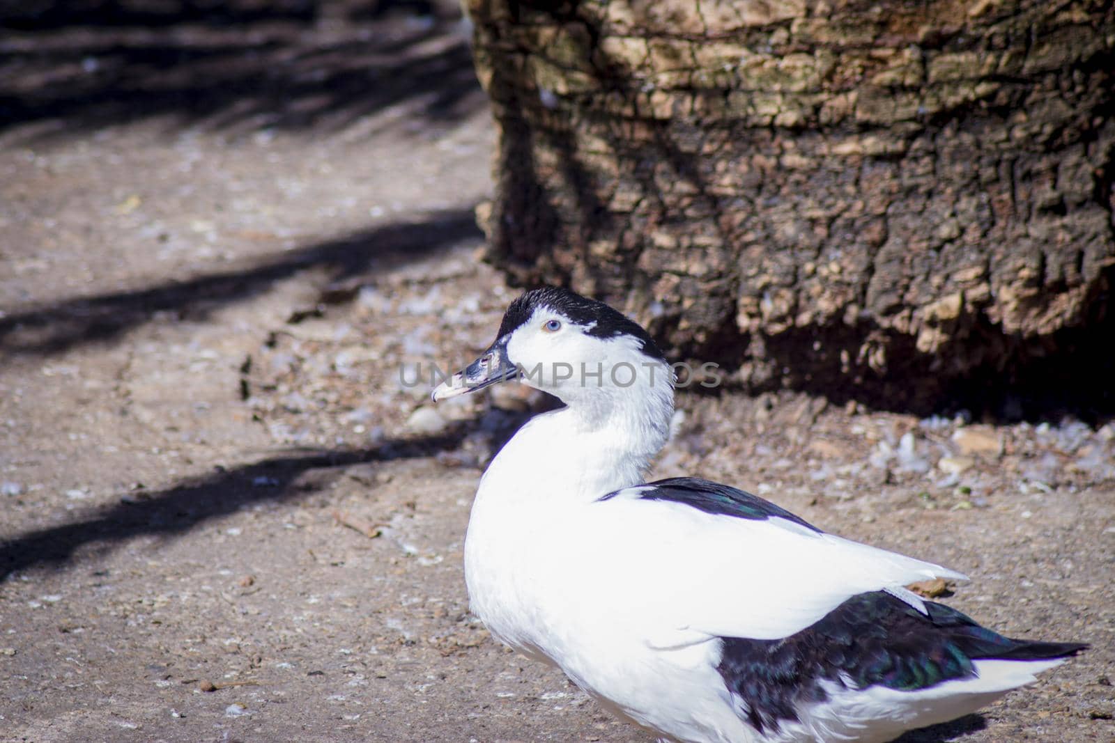 Duck living in an artificial city pond. No people