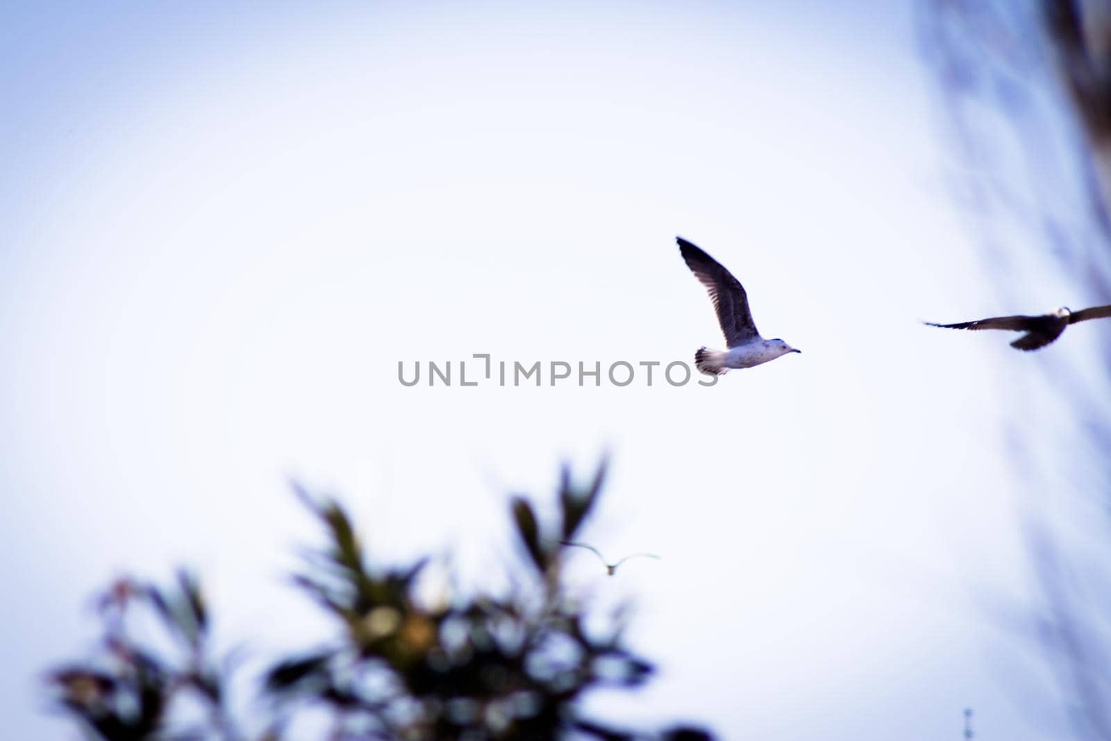 Seagull silhouette flying over blue sky by GemaIbarra