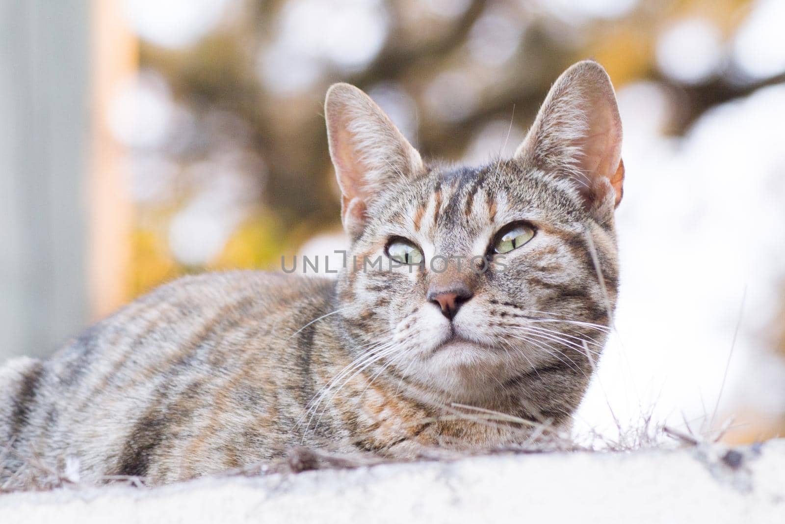 Tabby cat lying in the grass. Squinting. No people