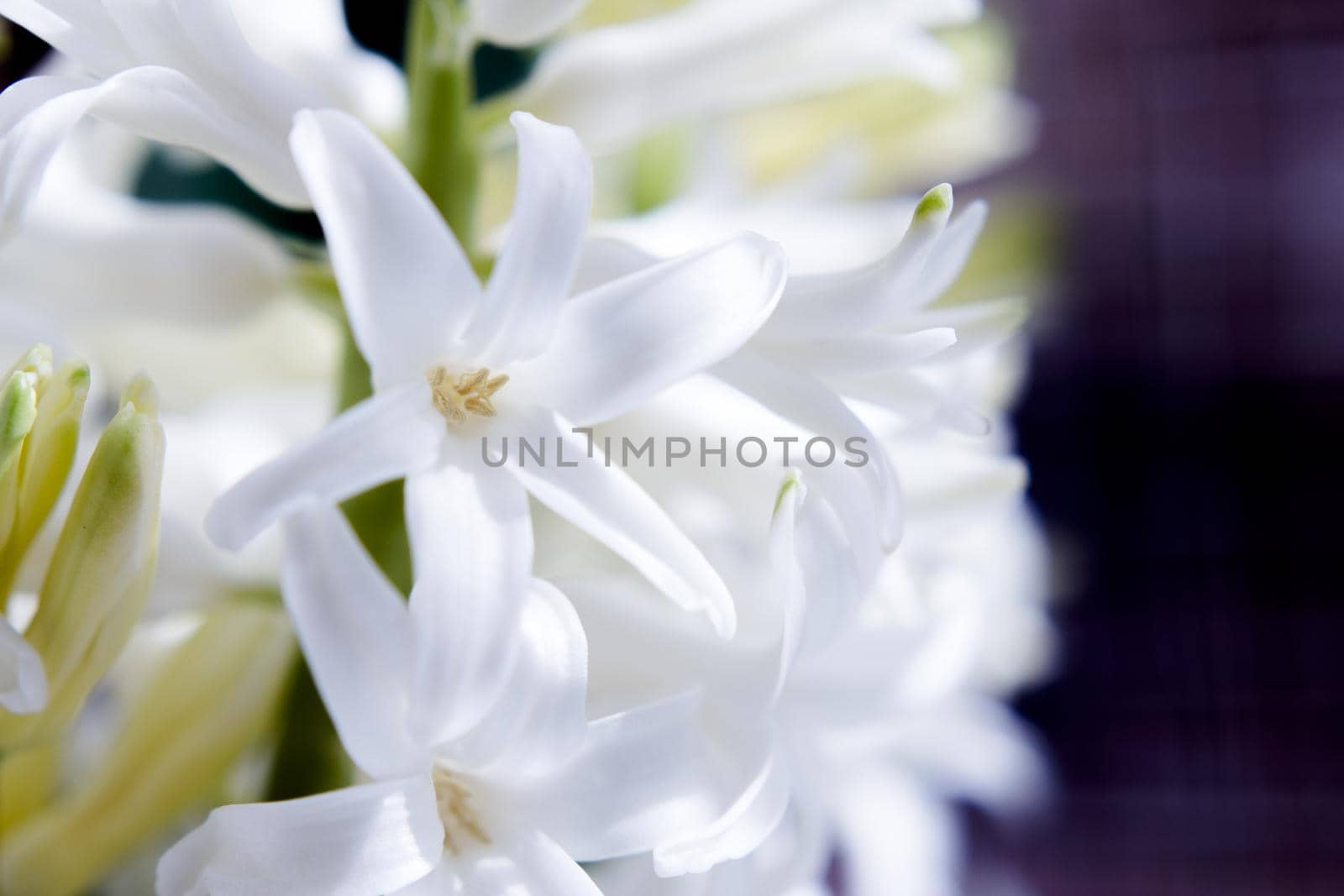 White hyacinth in full spring bloom. No people