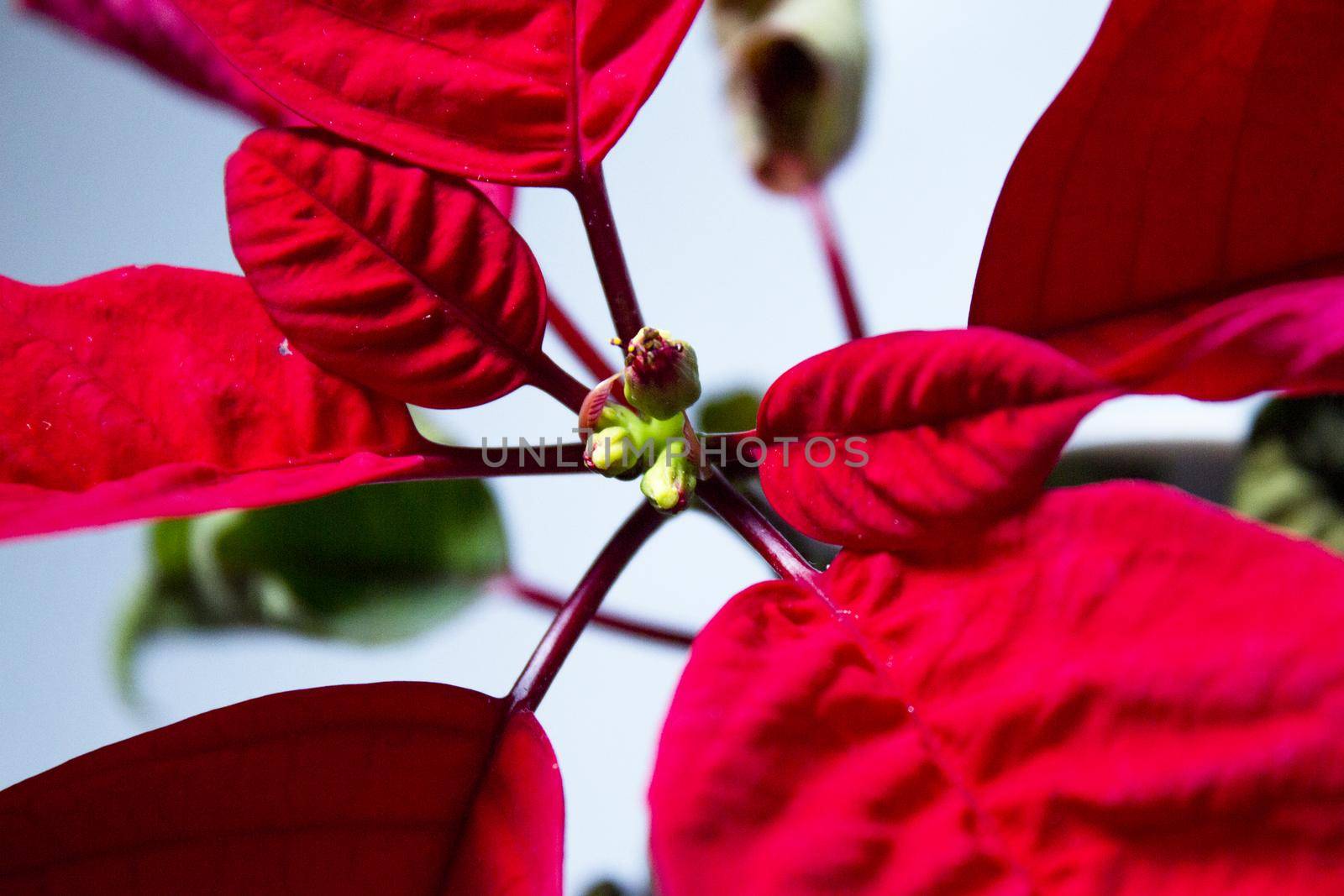 Poinsettia in red. No people. Copy space