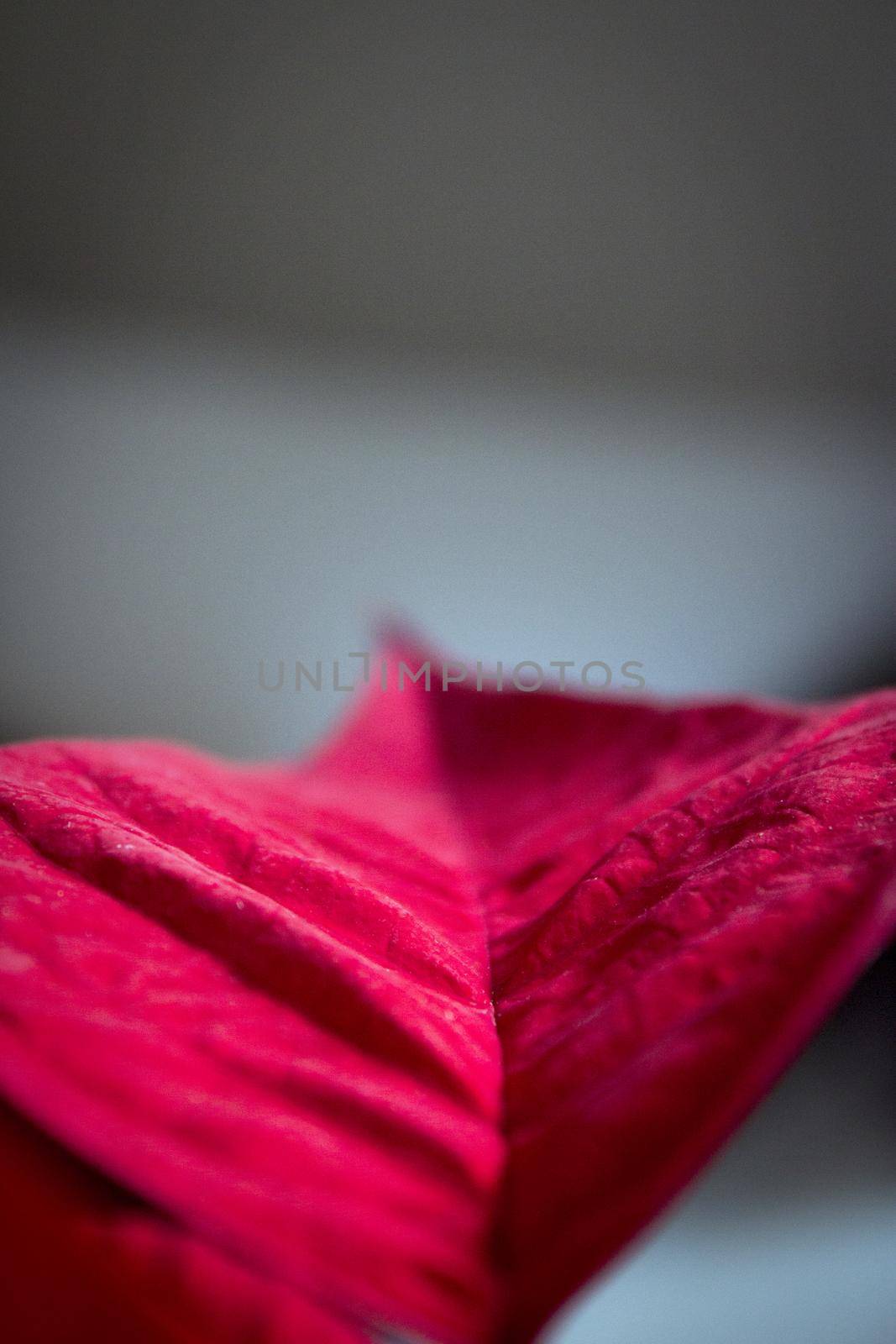 Poinsettia in red. No people. Copy space