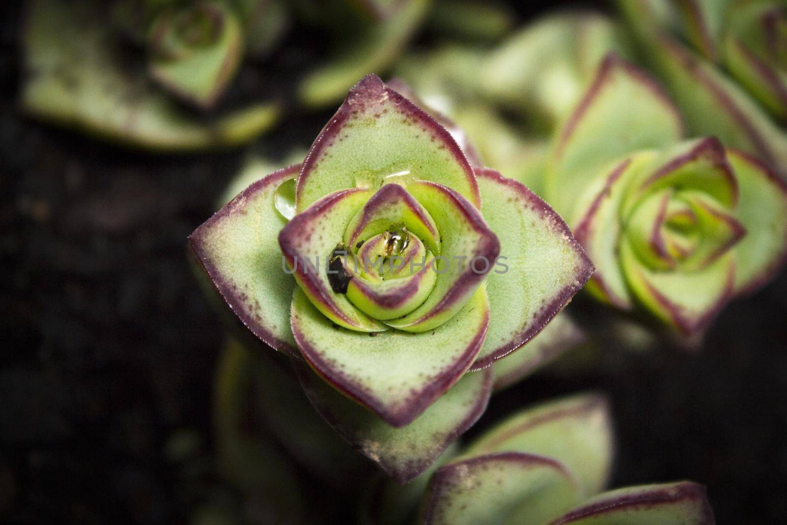 Succulent plant with rose shaped ramifications. Green an red color