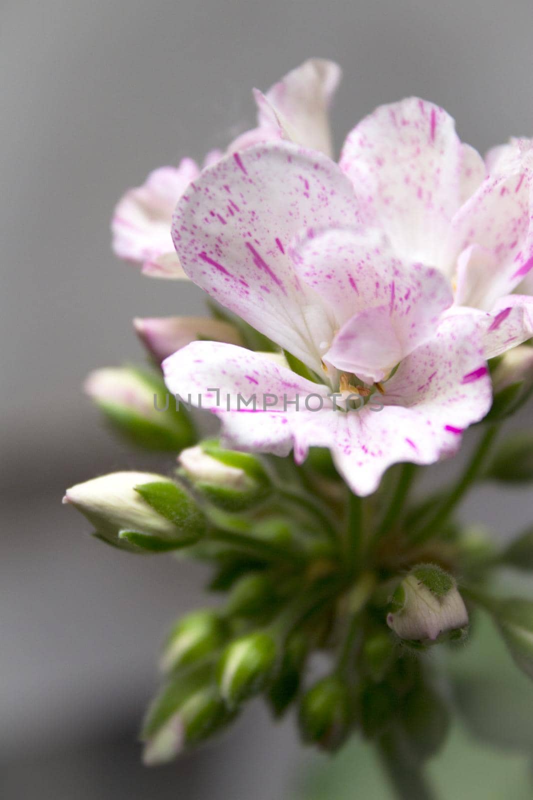 Geranium flower in white and pink colors. No people