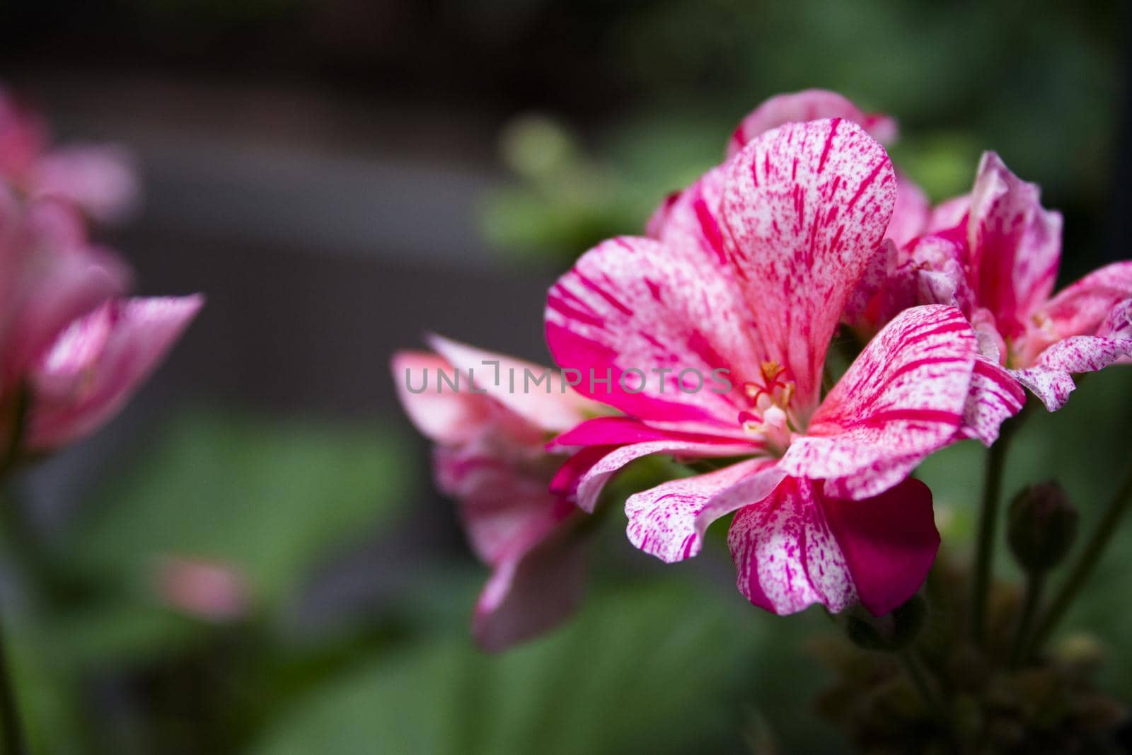 Geranium flower in white and pink colors. No people