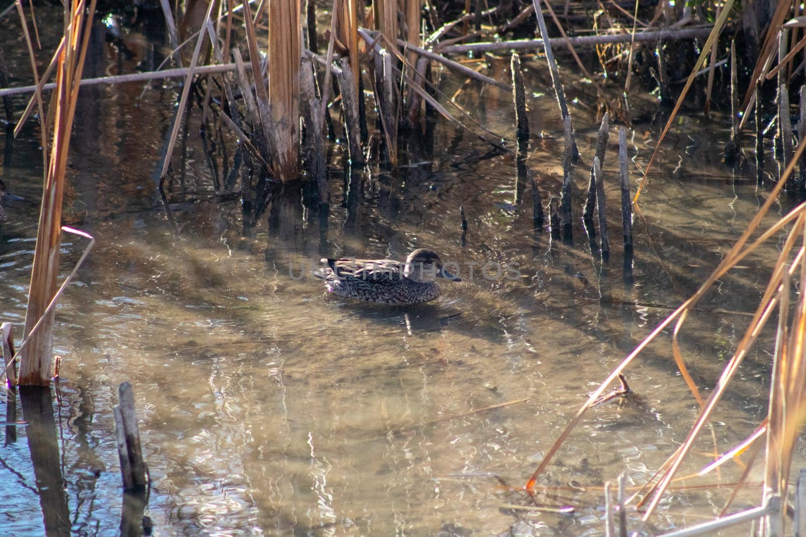 Wild duck swimming around in the pond  by gena_wells