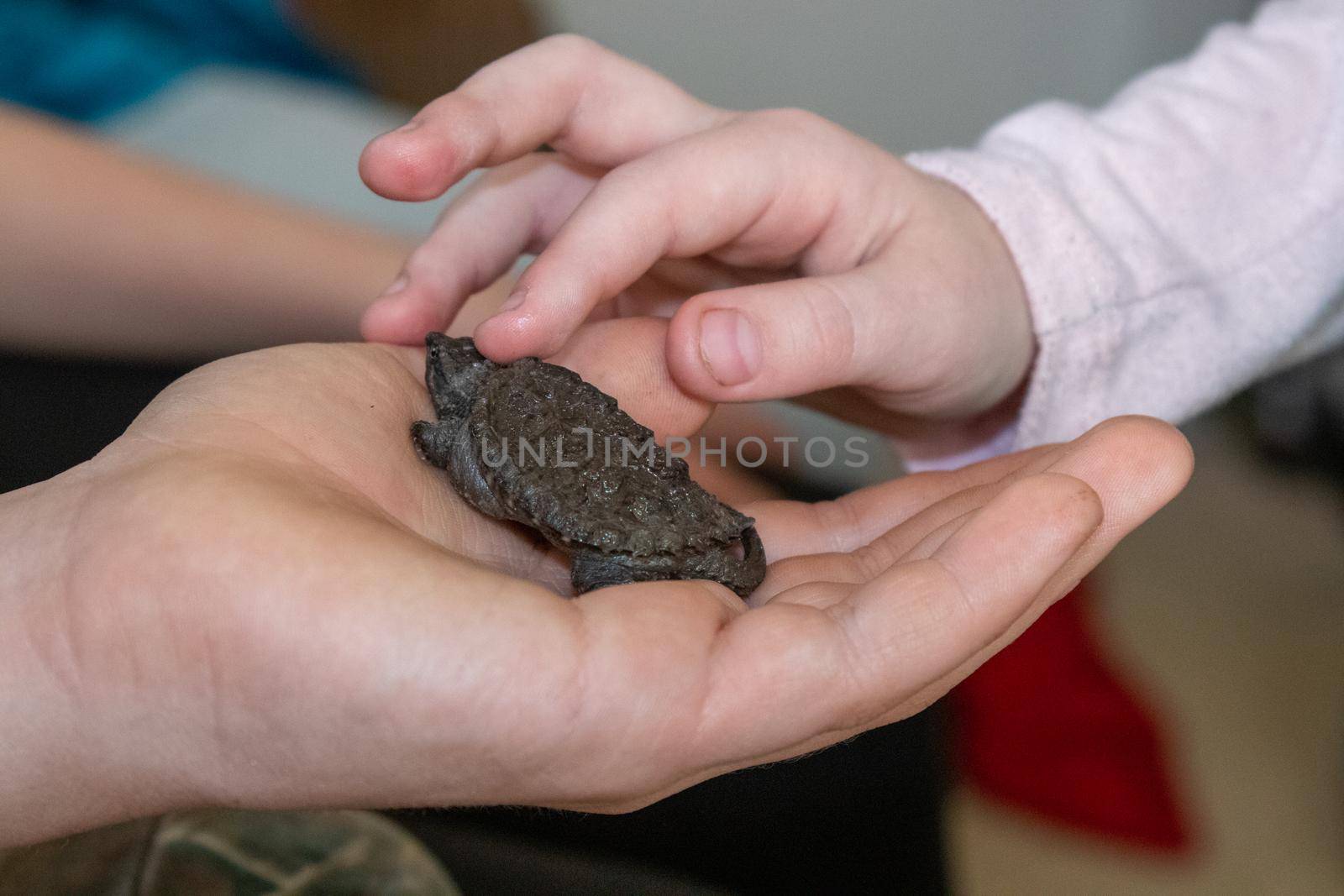 Kids holding a Baby snapping turtle close up  by gena_wells