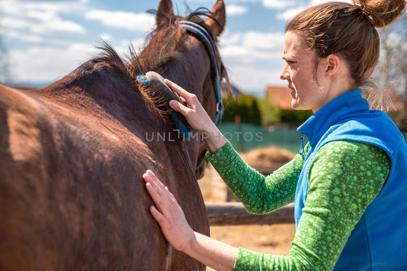 cleaning a horse with a brush on a farm by a young woman.