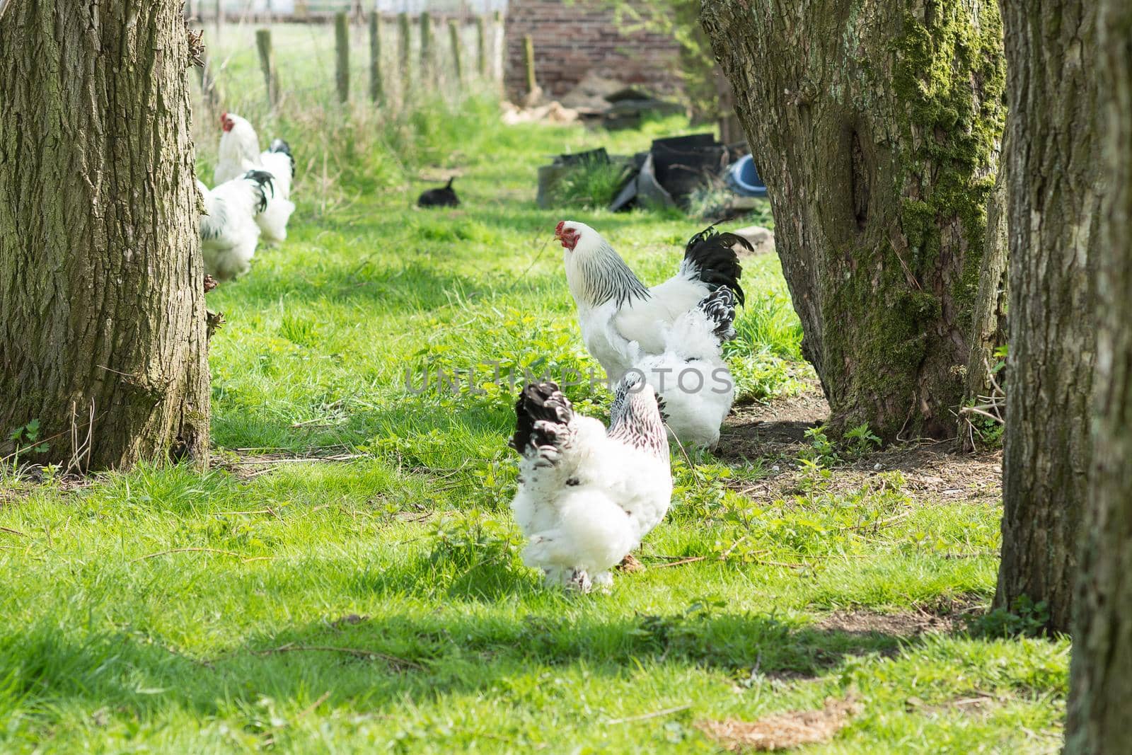 Free range Brahma chickens, hens and roosters, in a garden by LeoniekvanderVliet