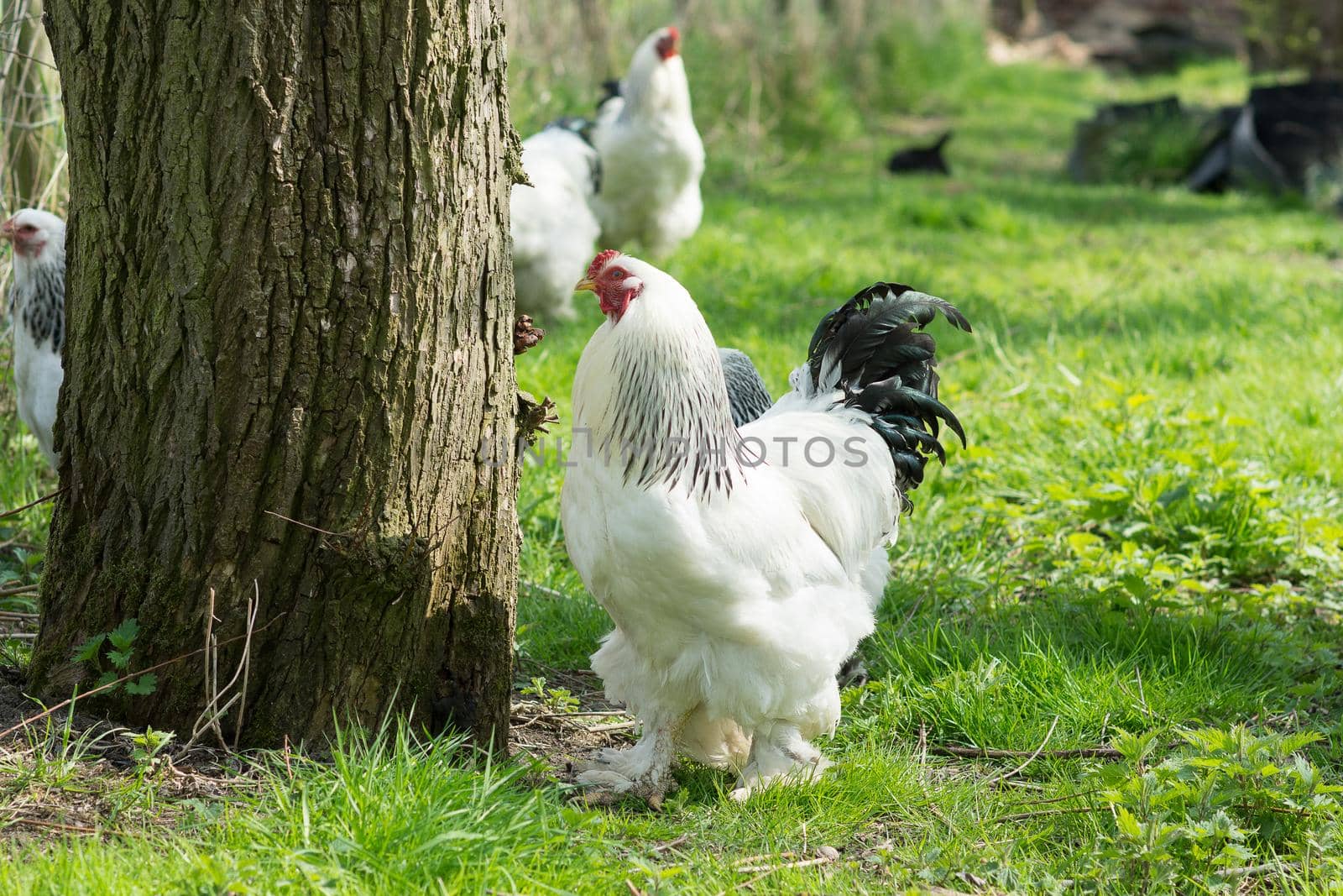 Free range Brahma chickens, hens and roosters, looking for food in a garden