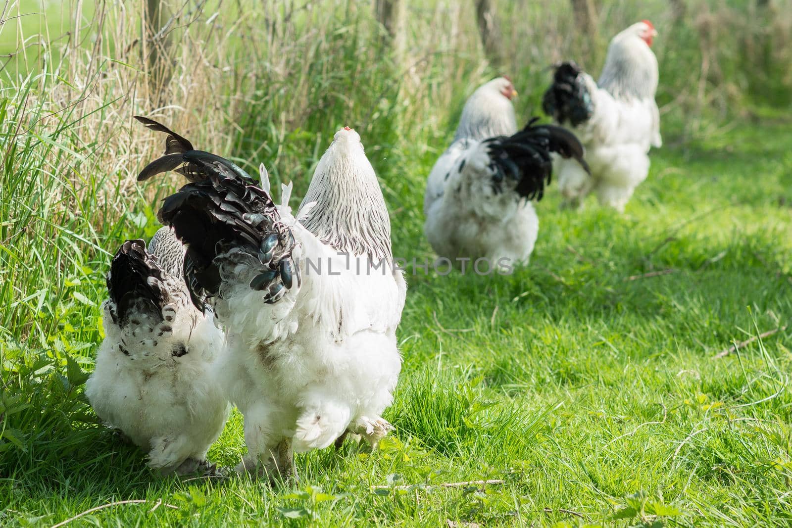 Free range Brahma chickens, hens and roosters, looking for food in a garden