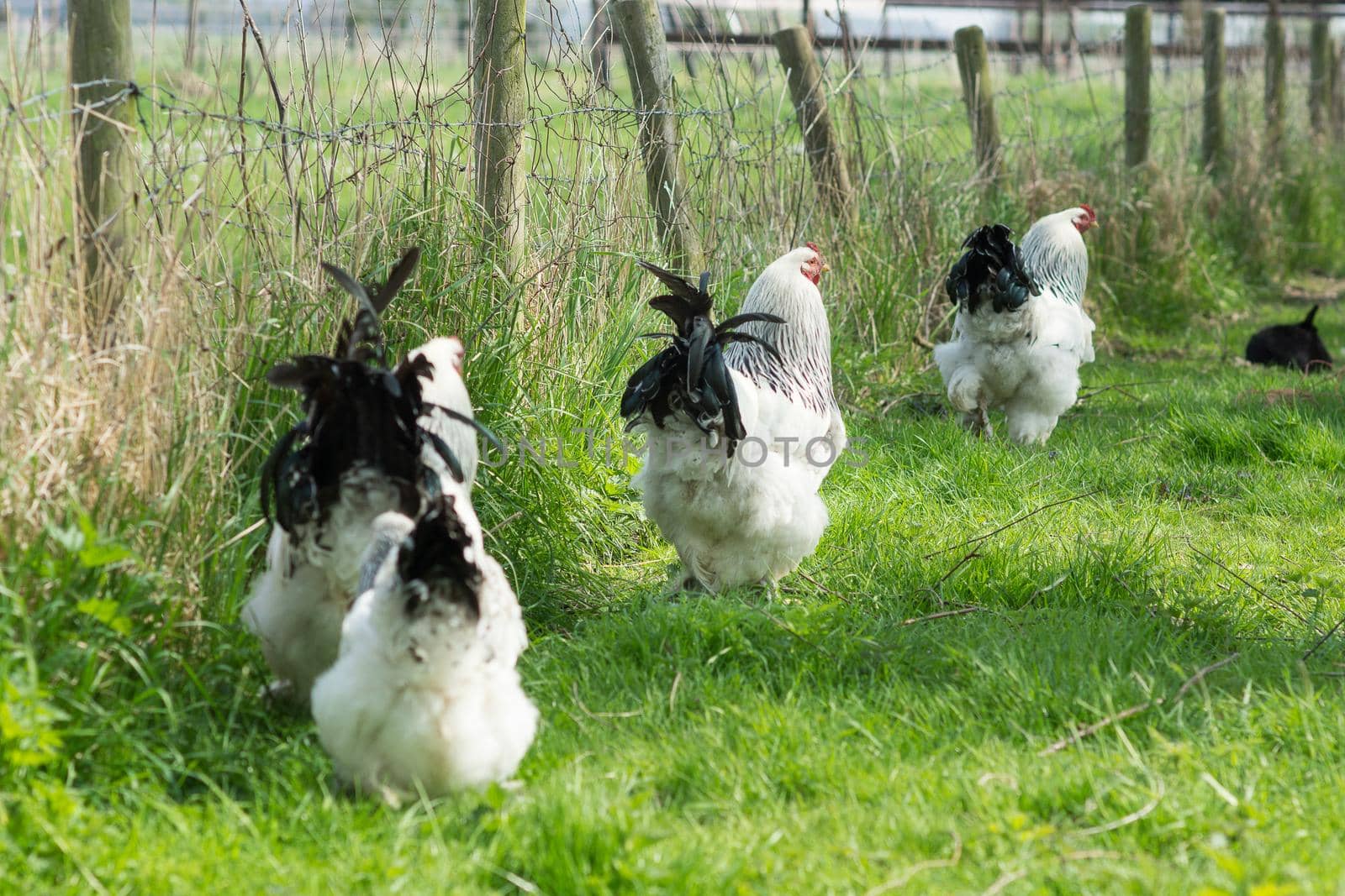 Free range Brahma chickens, hens and roosters, looking for food in a garden