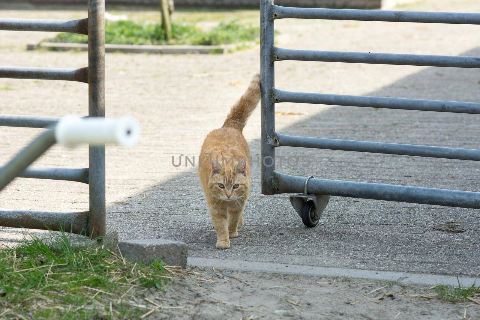 Orange tabby farm cat, female, walking through horse grate at summertime