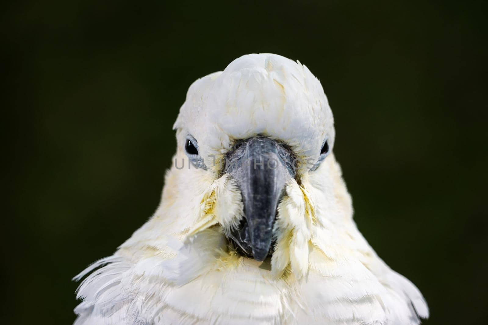 Yellow-crested Cockatoo portrait by LeoniekvanderVliet