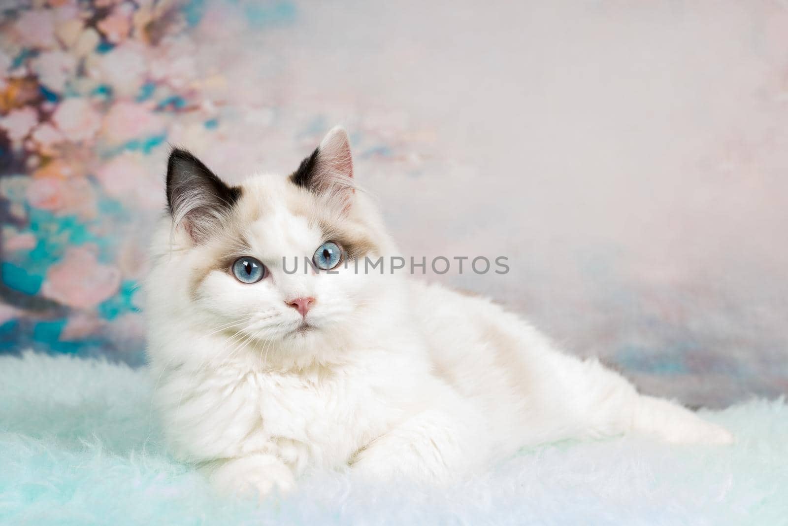 Cute ragdoll kitten lying on blue sheepskin in flowery background