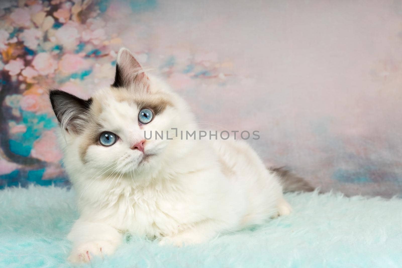 Cute ragdoll kitten lying on blue sheepskin in flowery background