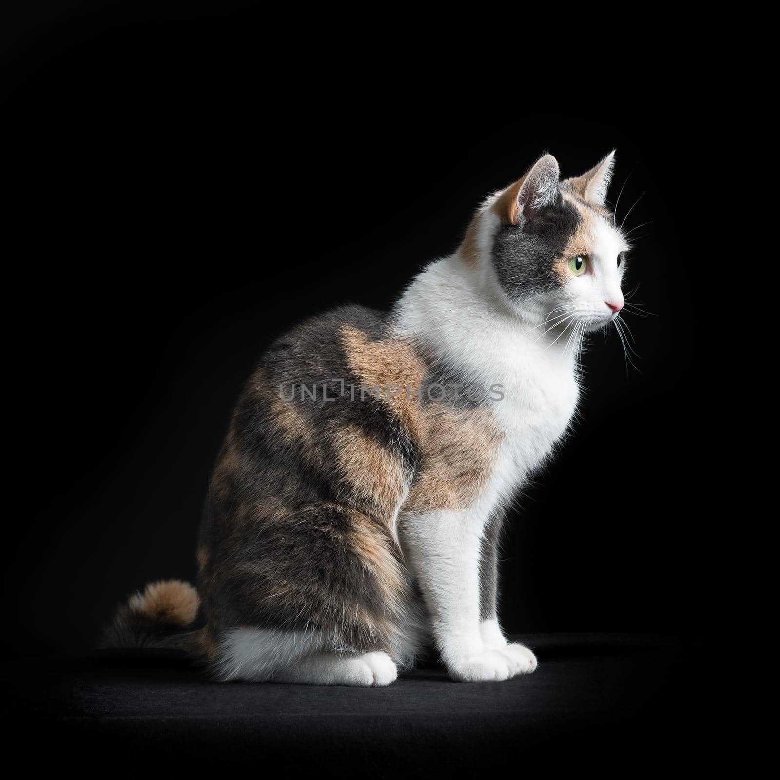 European Shorthair cat, multi-coloured, sitting in black background