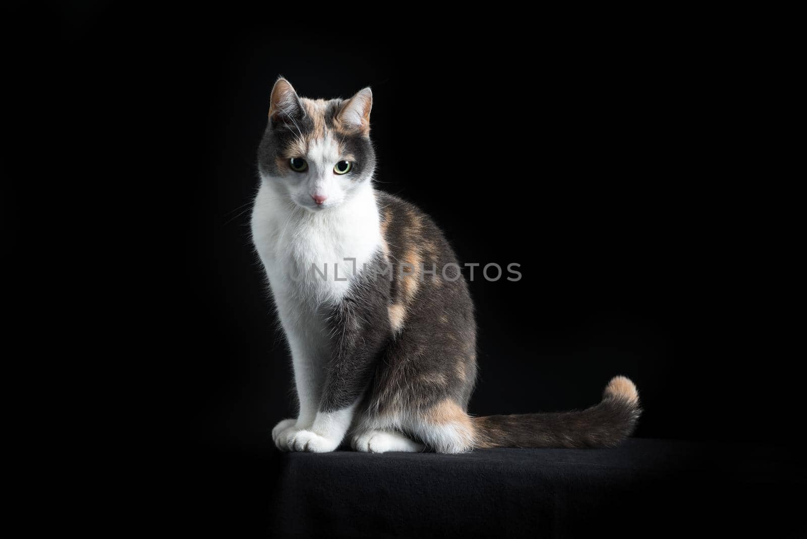 European Shorthair cat, multicolored, sitting in black background