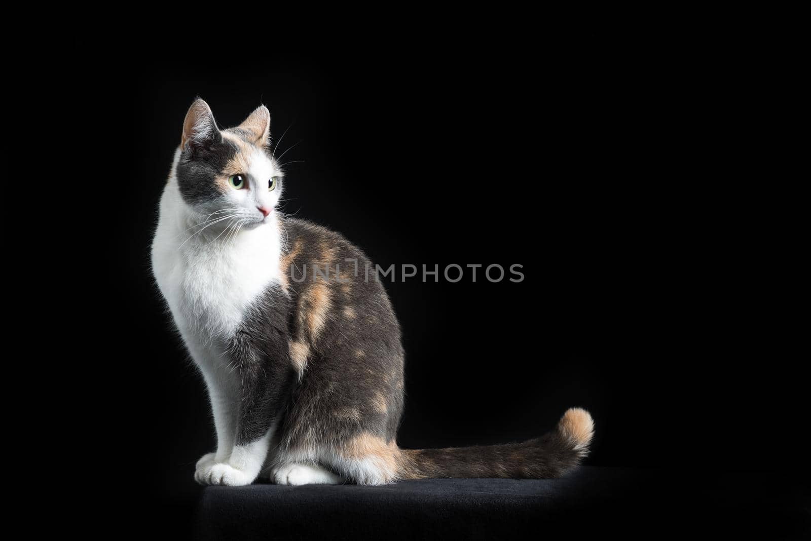 European Shorthair cat, multi-coloured, sitting in black background