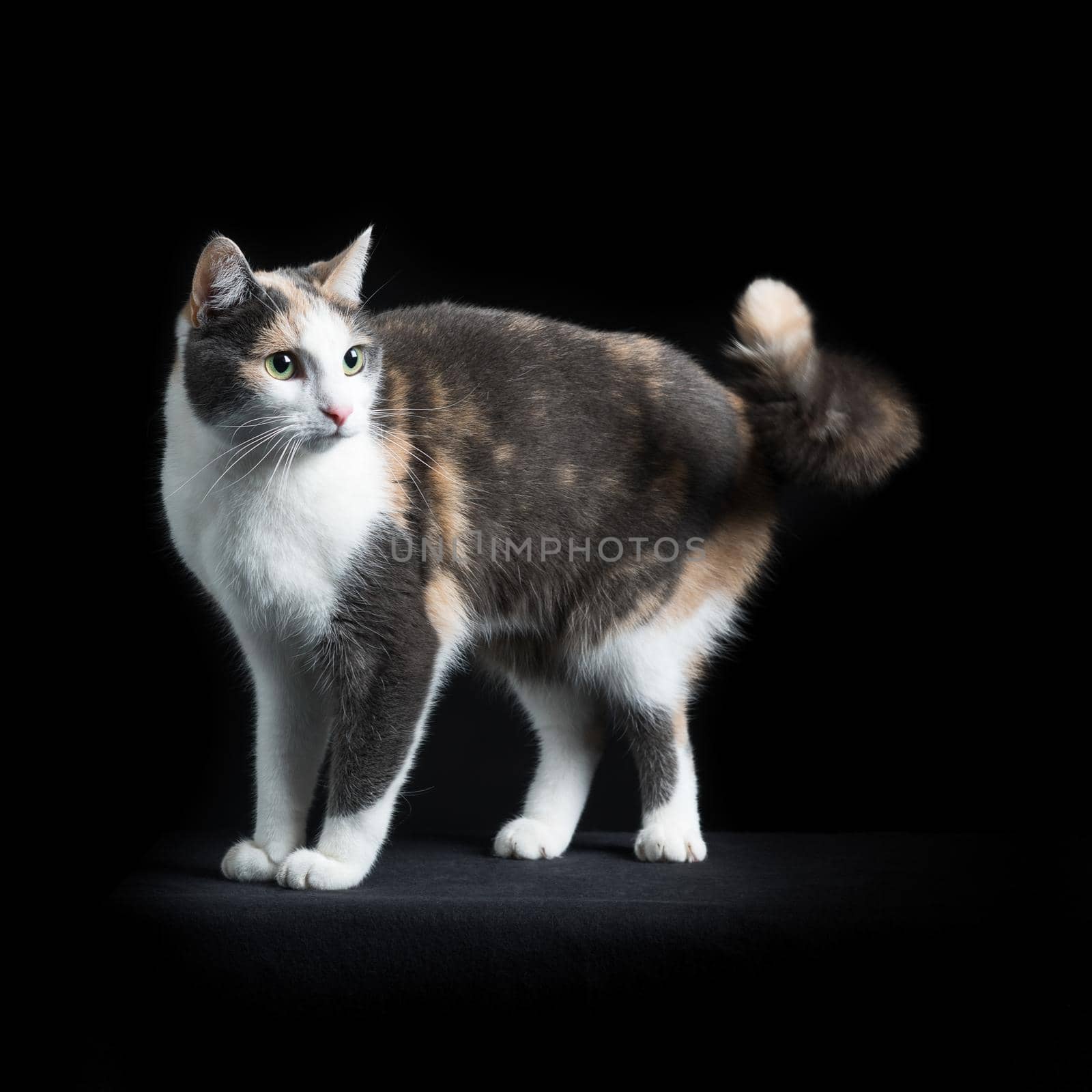 European Shorthair cat, multi-coloured, standing in black background