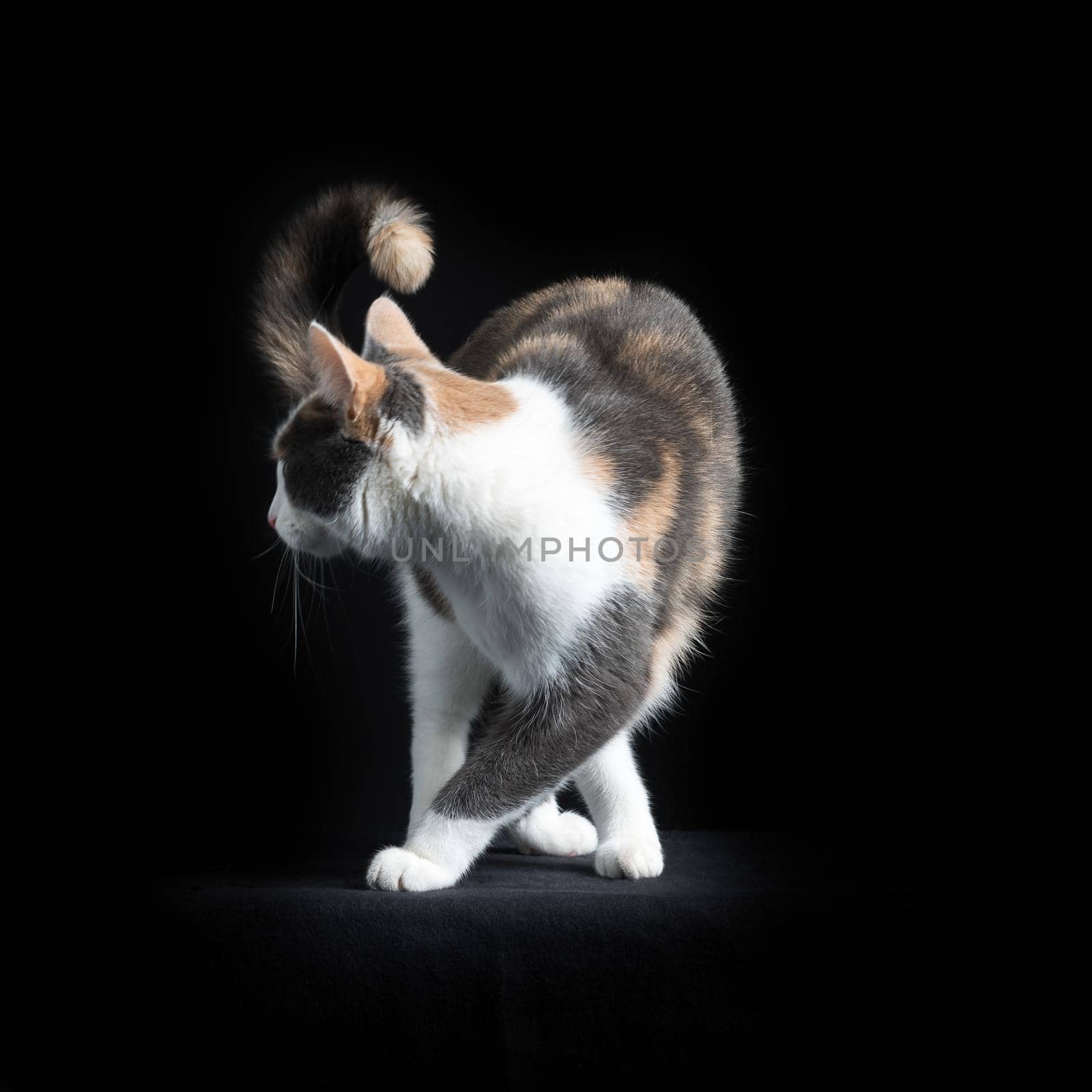 European Shorthair cat, multi-coloured, turning around in black background