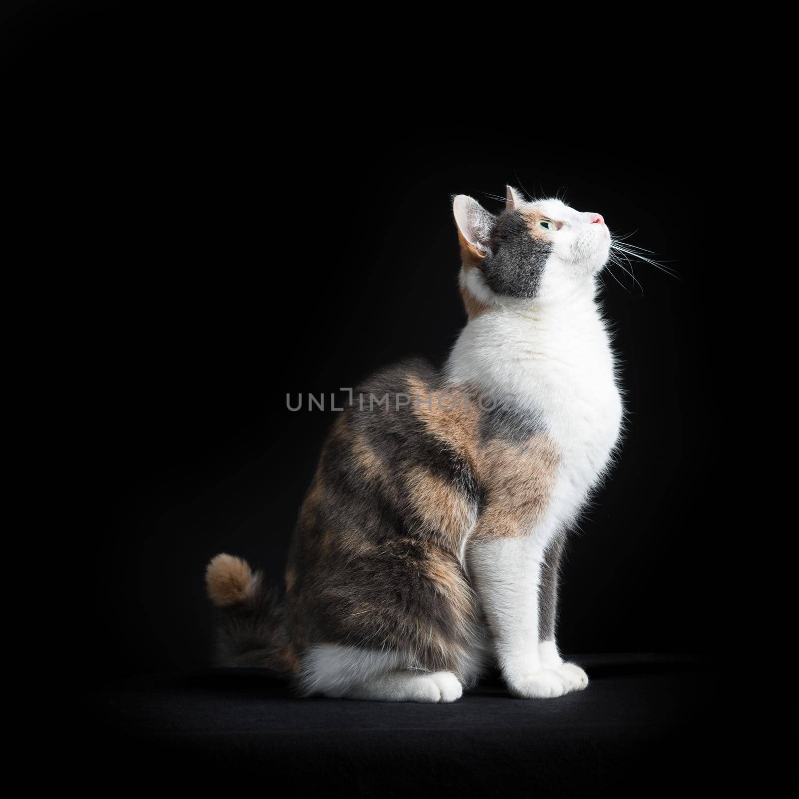 European Shorthair cat, multicolored, sitting in black background looking up