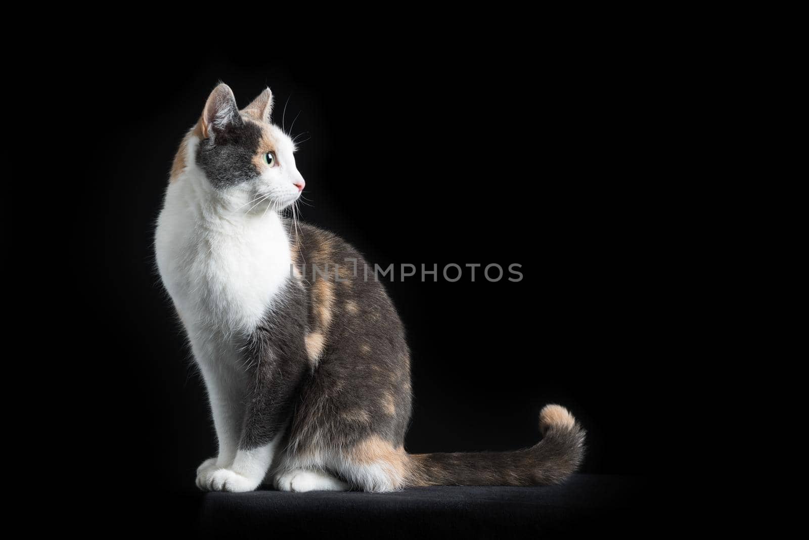 European Shorthair cat sitting in black background looking back by LeoniekvanderVliet