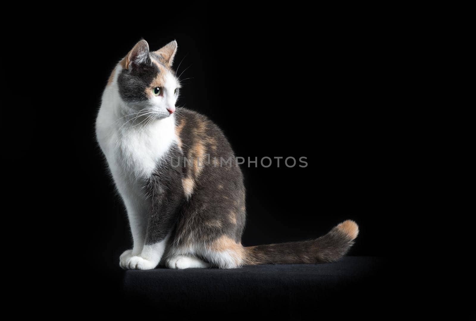 European Shorthair cat sitting in black background by LeoniekvanderVliet