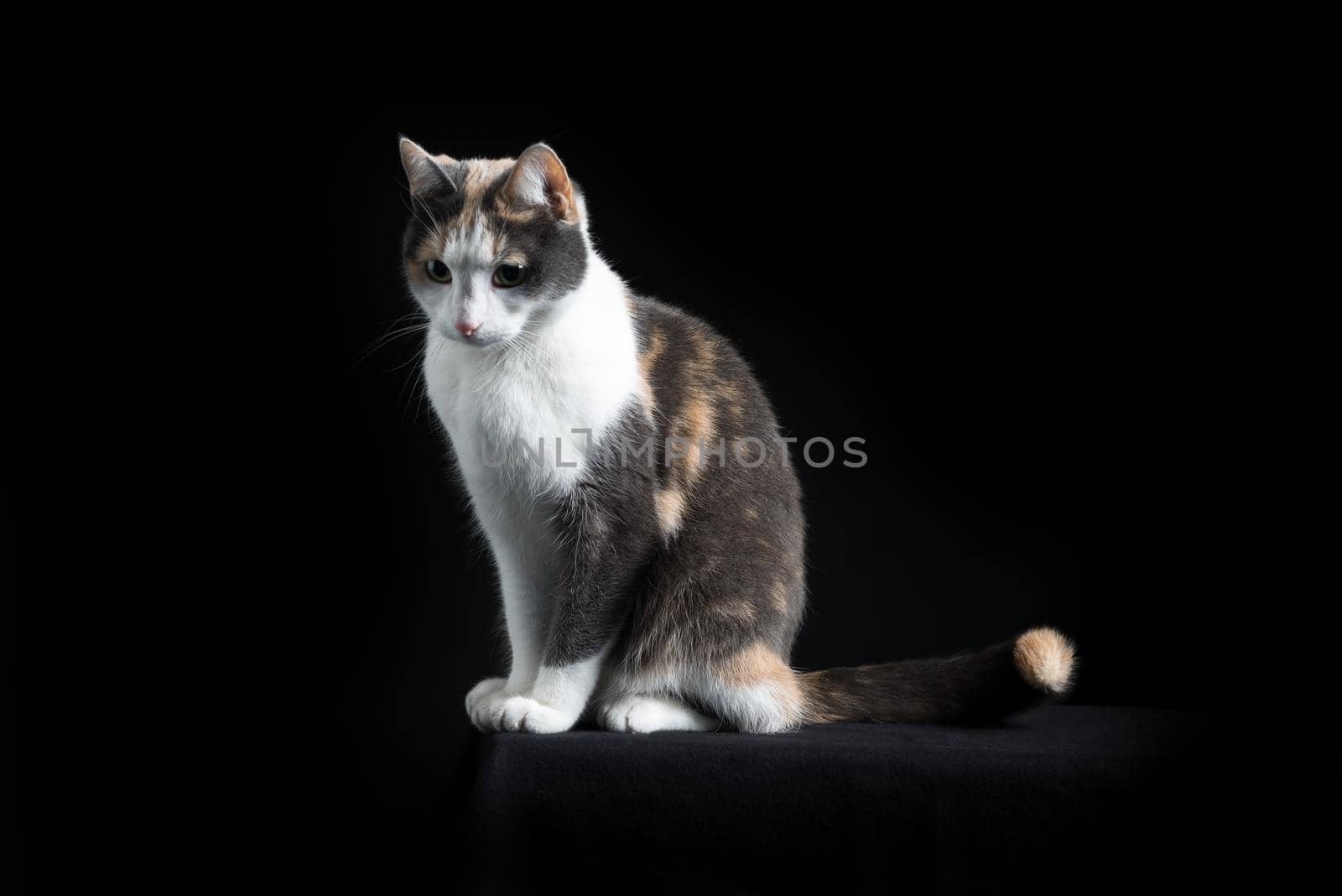 European Shorthair cat sitting in black background by LeoniekvanderVliet