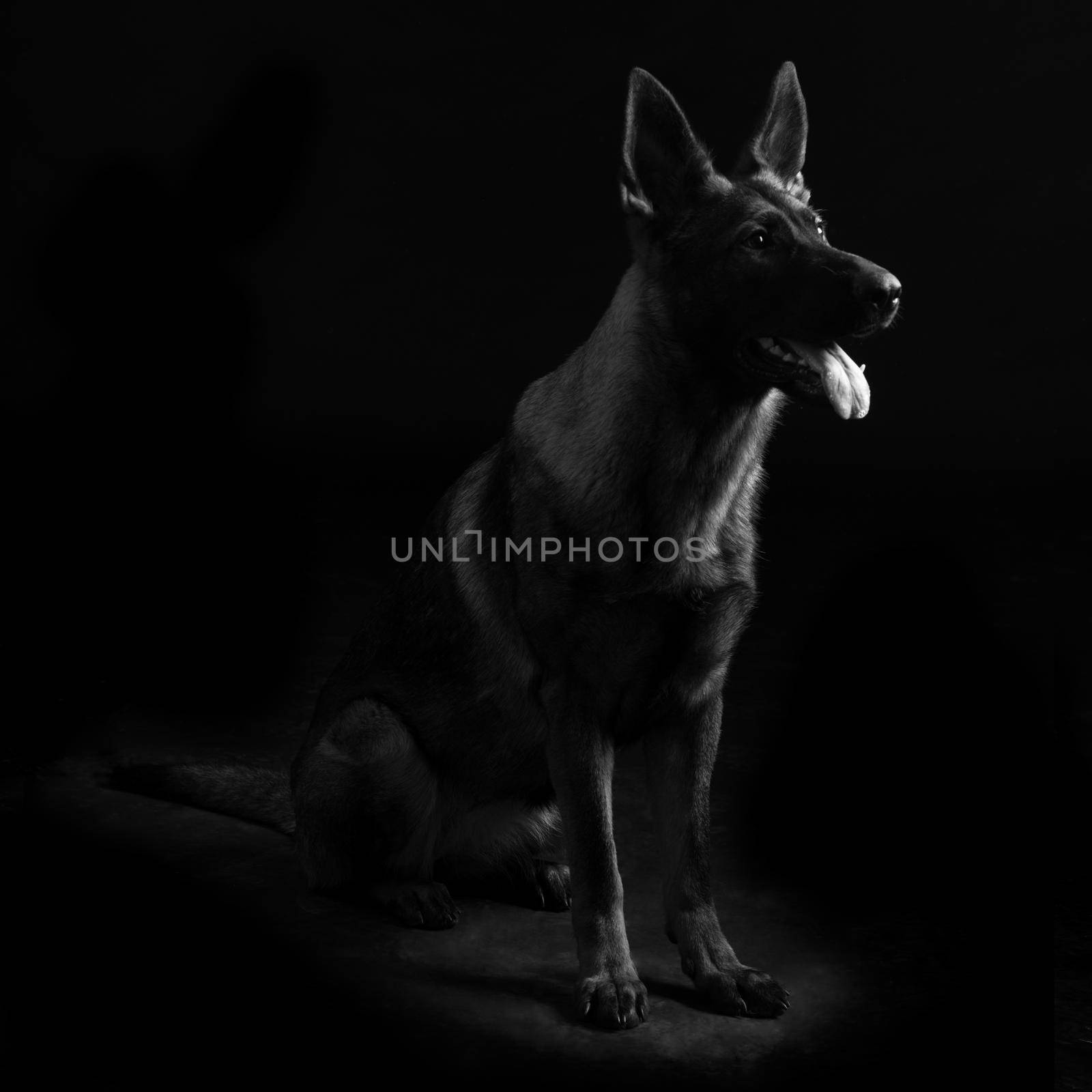 Portrait of a young female mullticolored German Shepherd dog in black background