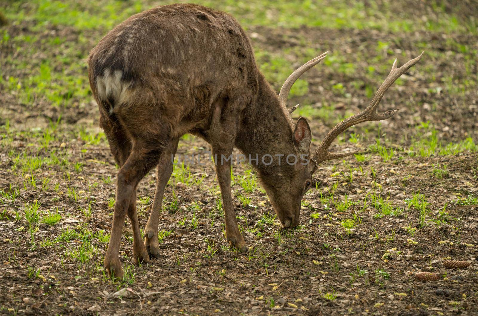 Sika deer Cervus nippon also known as the spotted deer male portrait. Wildlife and animal photo. Japanese deer