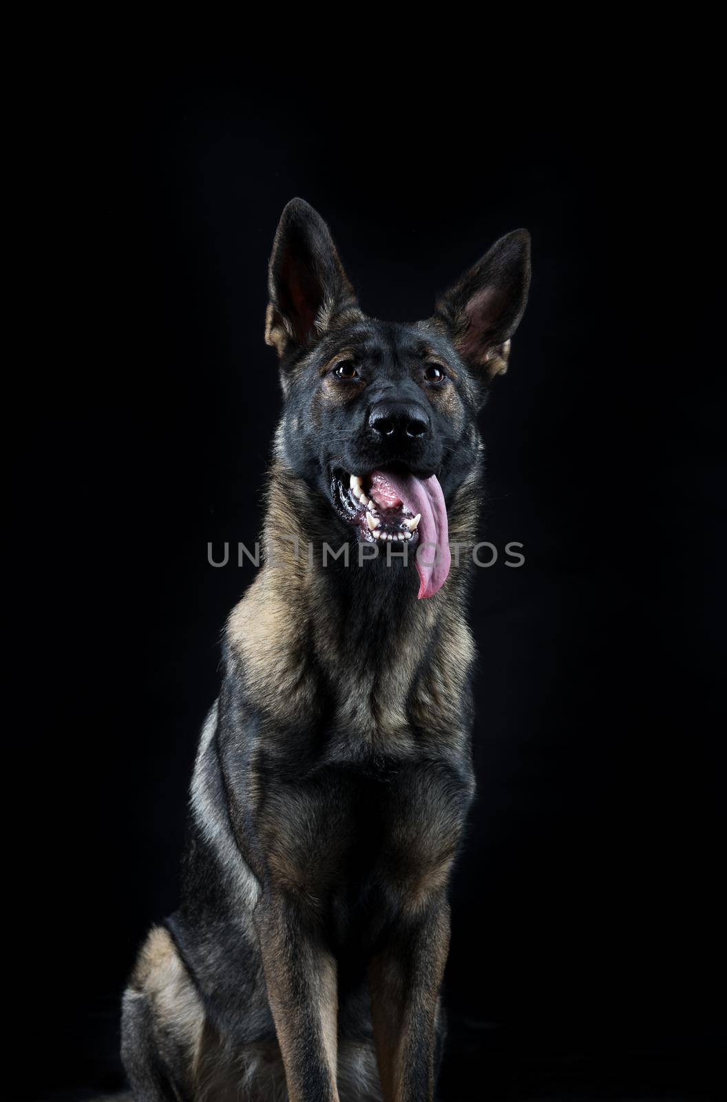 Portrait of a young female multi-coloured German Shepherd dog by LeoniekvanderVliet