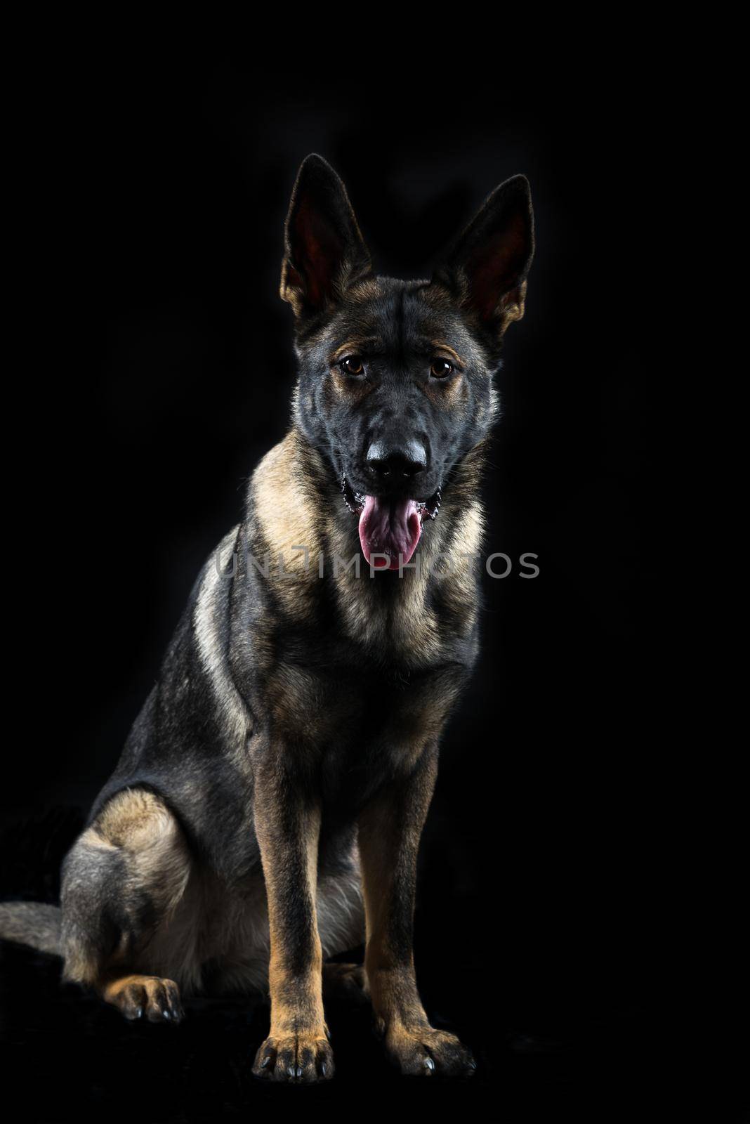 Portrait of a young female mullti-coloured German Shepherd dog in black background