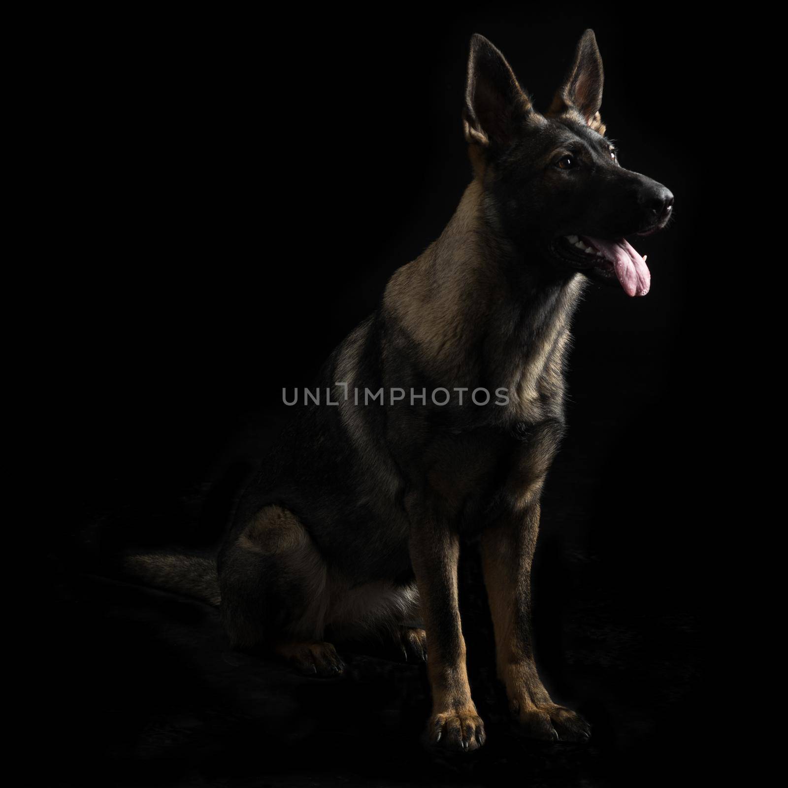 Portrait of a young female mullti-colored German Shepherd dog in black background