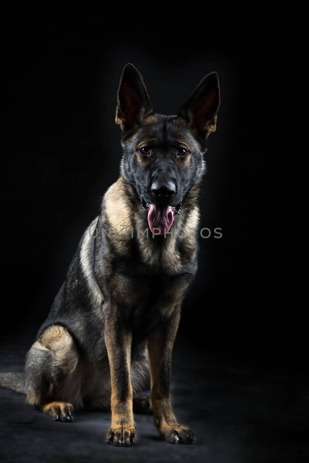 Portrait of a young female multicolored German Shepherd dog in black background