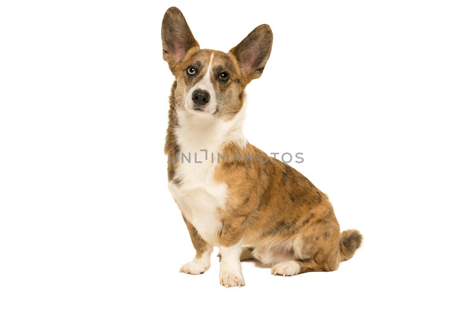 Male Cardigan Corgi sitting isolated in white