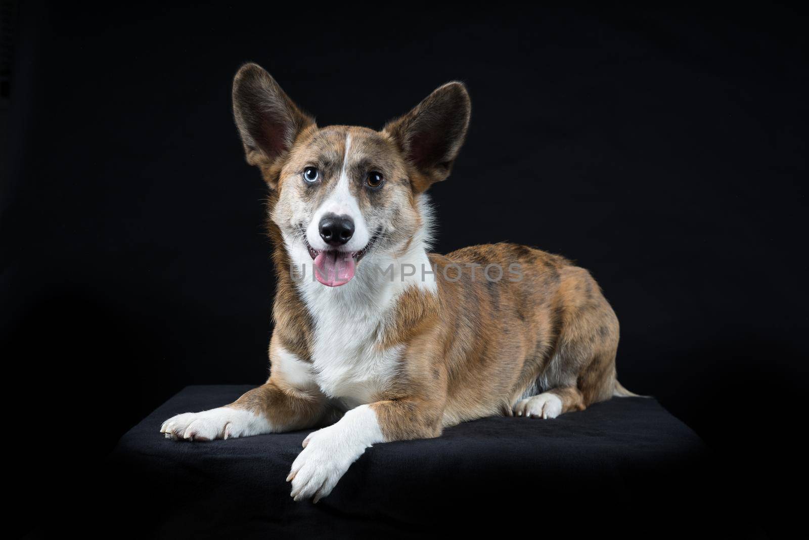 Male Cardigan Corgi lying in black background