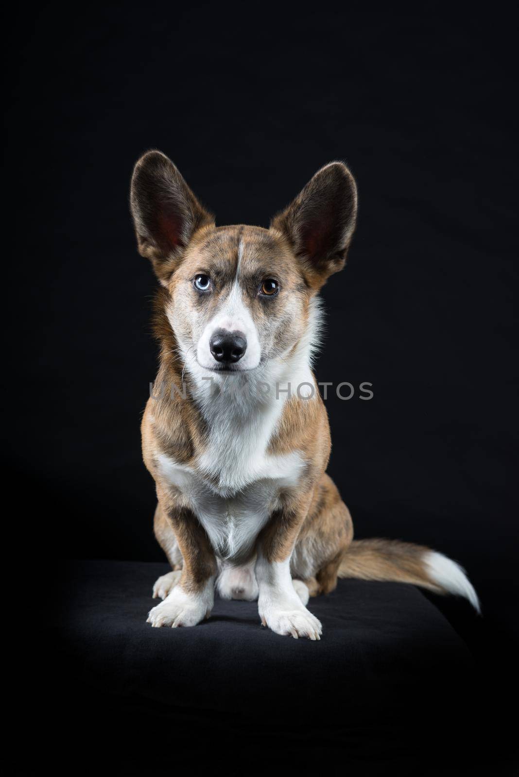 Male Cardigan Corgi in sitting black background