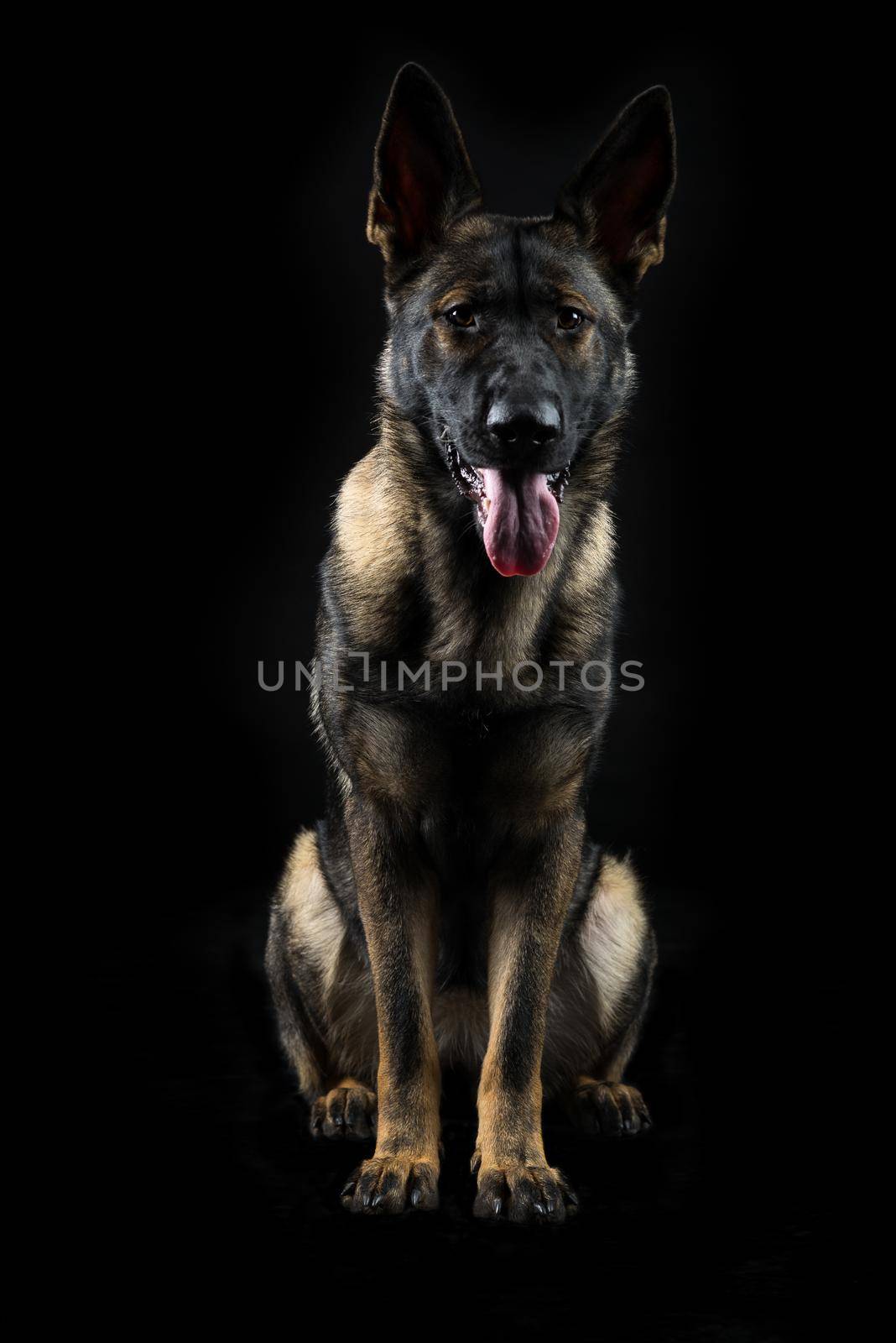 Portrait of a young female multicolored German Shepherd dog