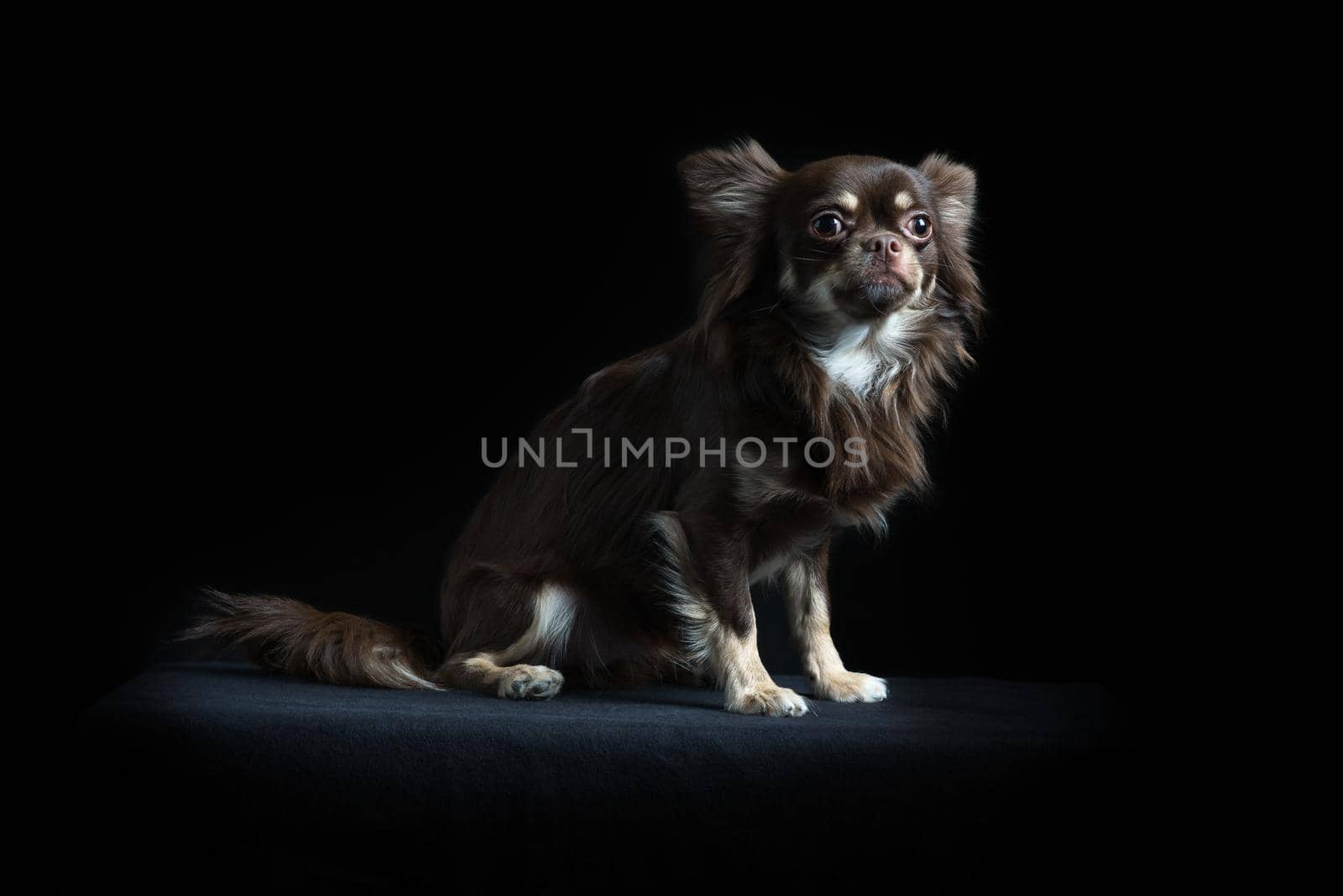 Male long-haired multicolored Chihuahua sitting in black background