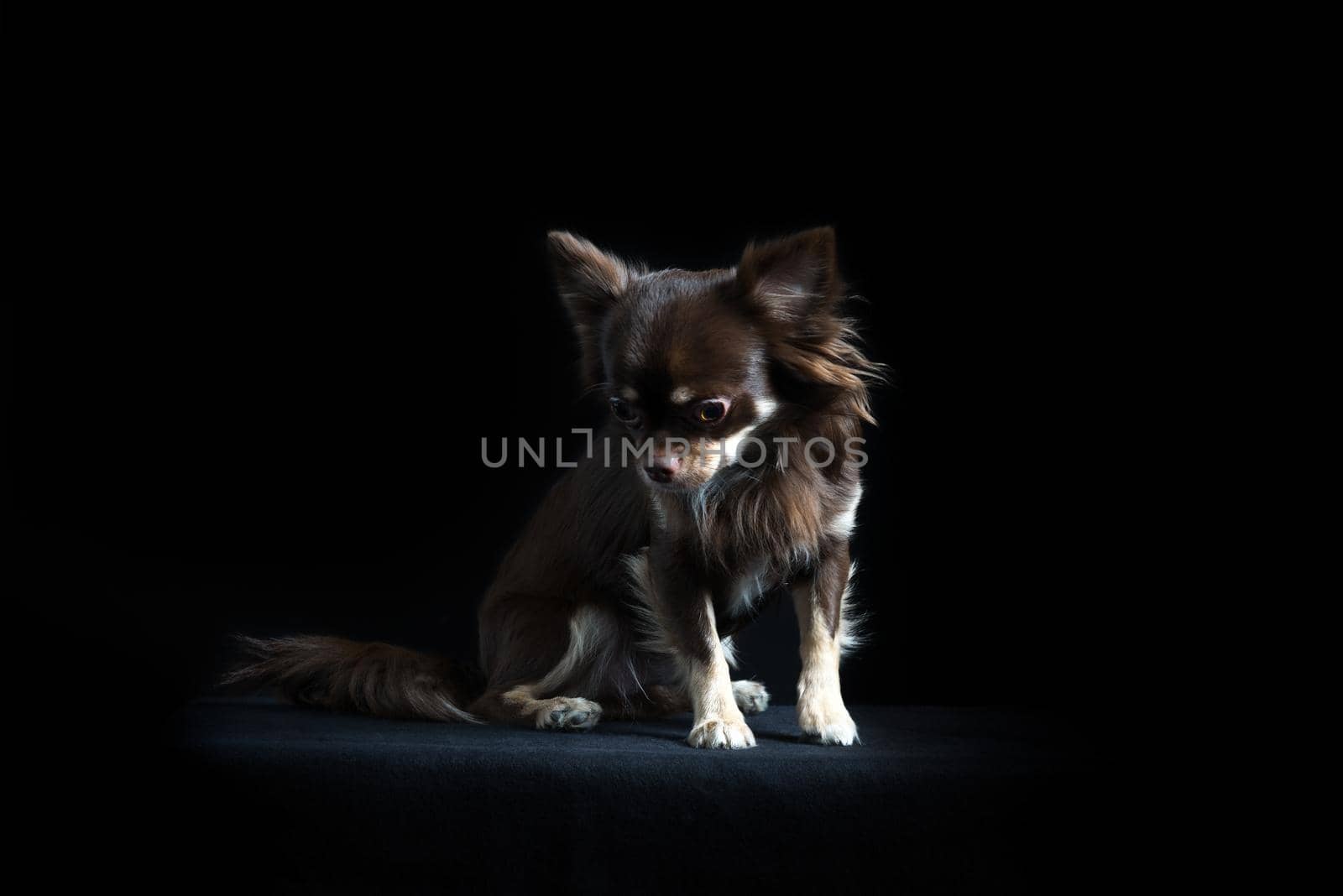 Male long-haired multicolored Chihuahua sitting in black background