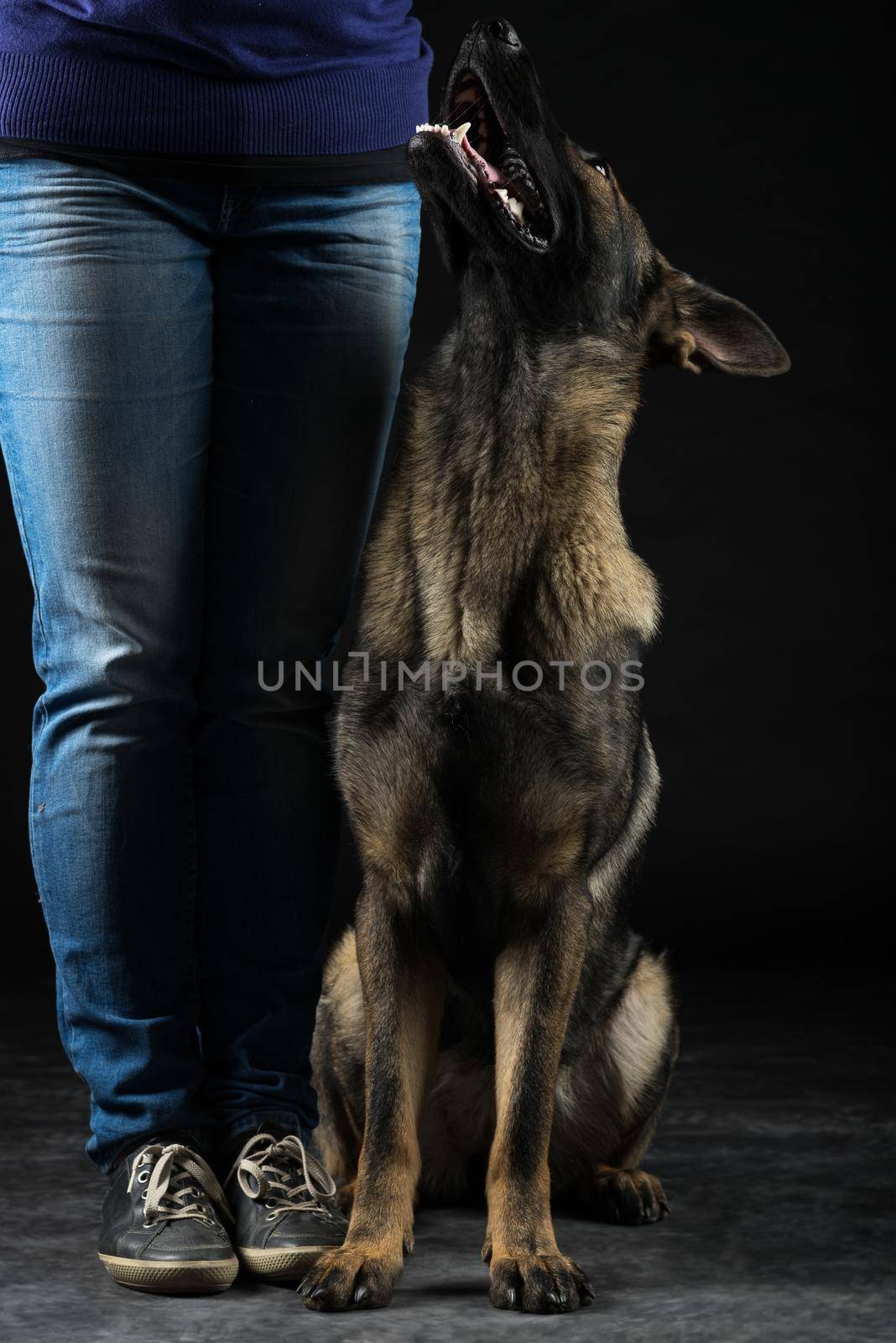 Portrait of a young female multi-colored German Shepherd dog looking up to her boss