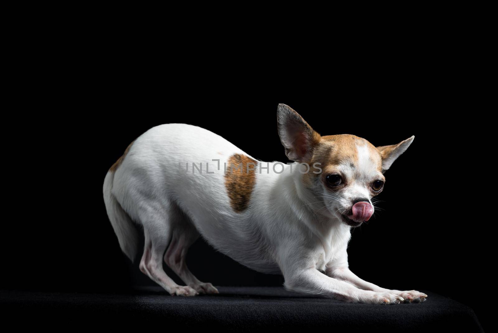 Brown and white chihuahua stretching back and licking lips isolated in black background