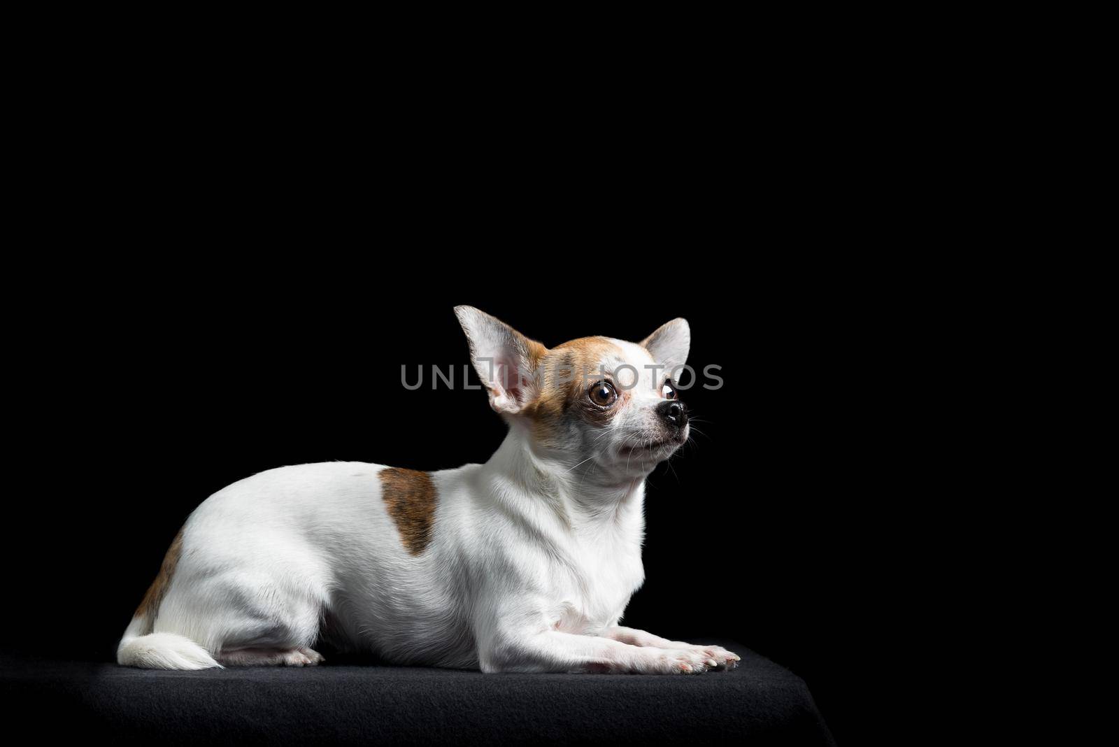 Brown and white chihuahua in black by LeoniekvanderVliet